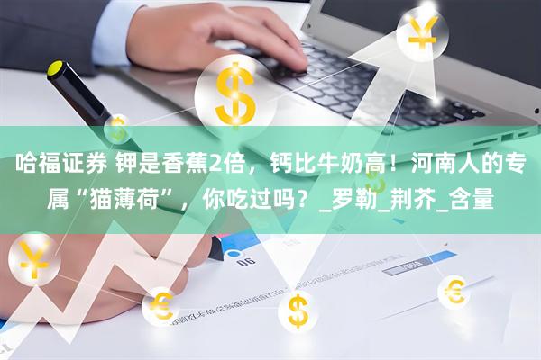 哈福证券 钾是香蕉2倍，钙比牛奶高！河南人的专属“猫薄荷”，你吃过吗？_罗勒_荆芥_含量